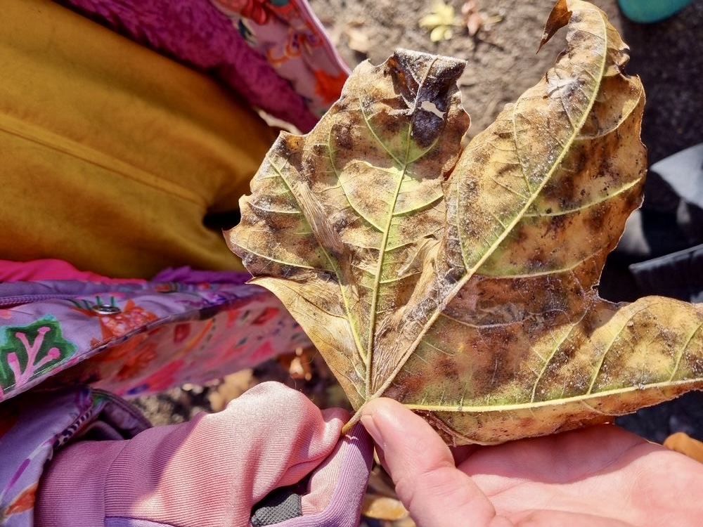 Kinderladen Flitzpiepen Treptow